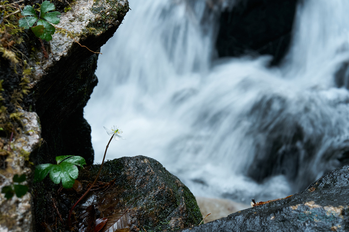 7RV04627co,60 mm,F13,iso320(SRAW).jpg