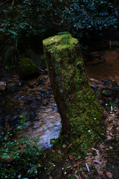 7RV04648co,50 mm,F8,iso64(JPEG).jpg