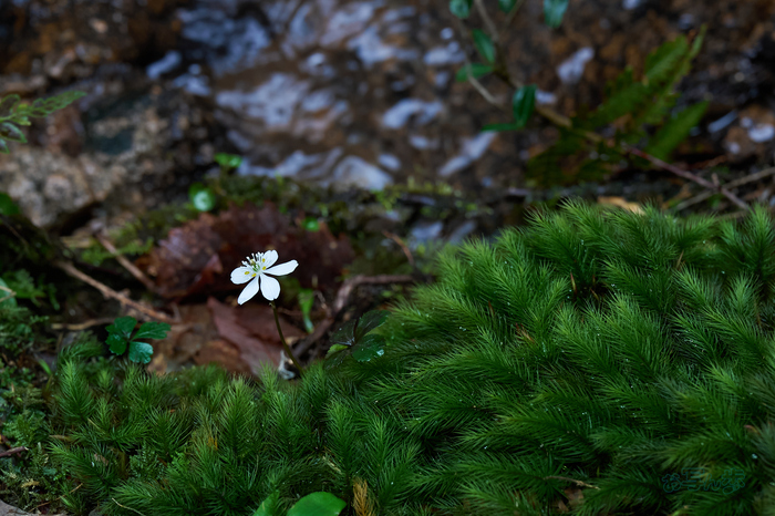 7RV04701co,60 mm,F8,iso640(SRAW)_1.jpg