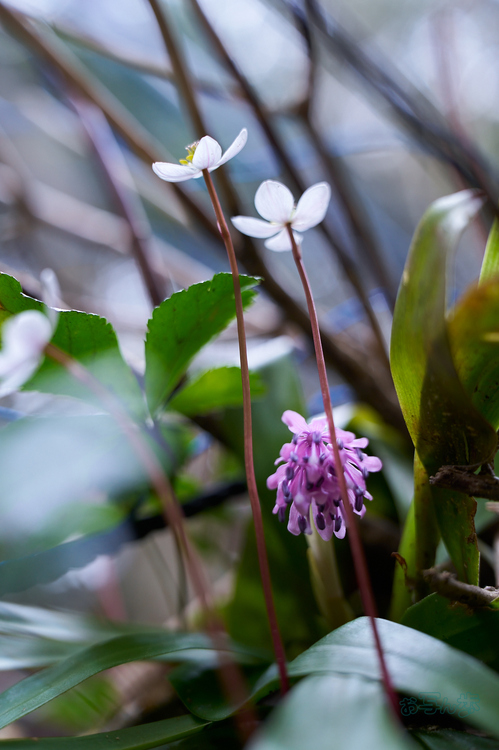 7RV04776co,51 mm,F4,iso500(SRAW).jpg