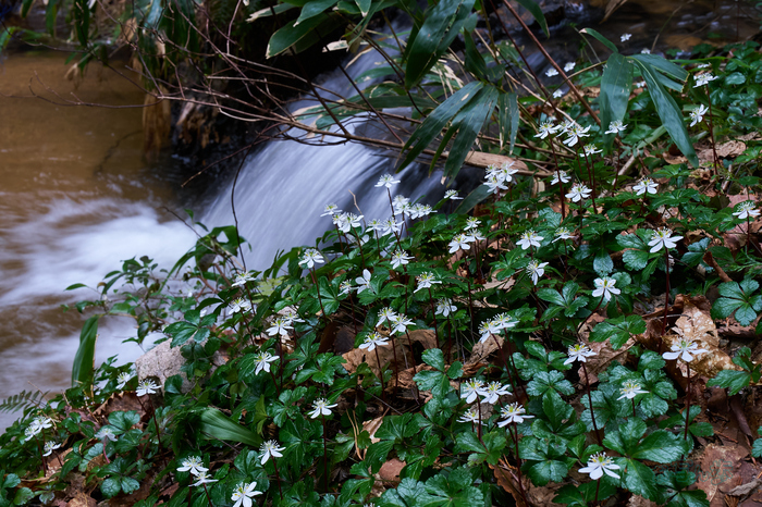 7RV04789co,41 mm,F14,iso500(SRAW)_1.jpg