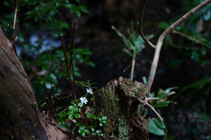 7RV04920co,60 mm,F3.5,iso200(JPEG).jpg