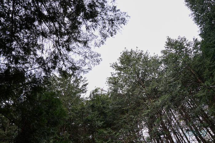 7RV04974co,38 mm,F3.2,iso100(SRAW).jpg