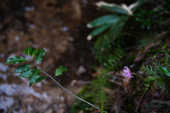 7RV04980co,53 mm,F3.2,iso125(JPEG).jpg