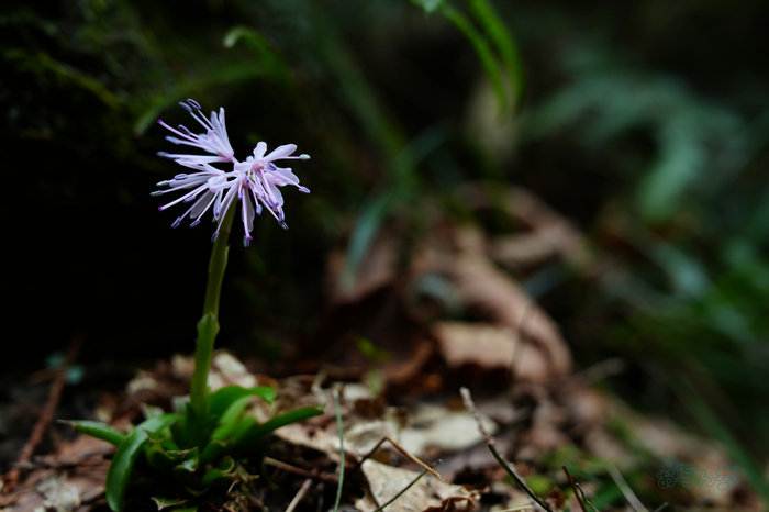 7RV05039co,57 mm,F4.5,iso250(JPEG).jpg