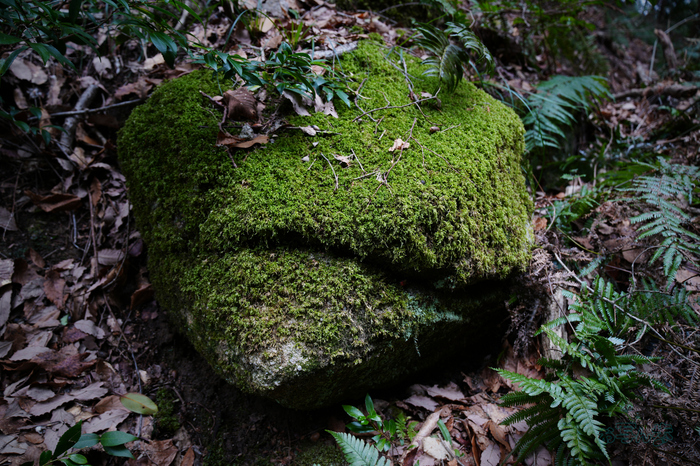 7RV05042co,24 mm,F3.5,iso125(JPEG).jpg