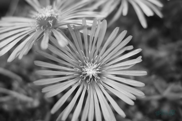R0000455co,18 mm,F2.8,iso160(JPEG).jpg
