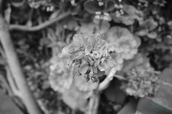 R0000456co,18 mm,F2.8,iso320(JPEG).jpg
