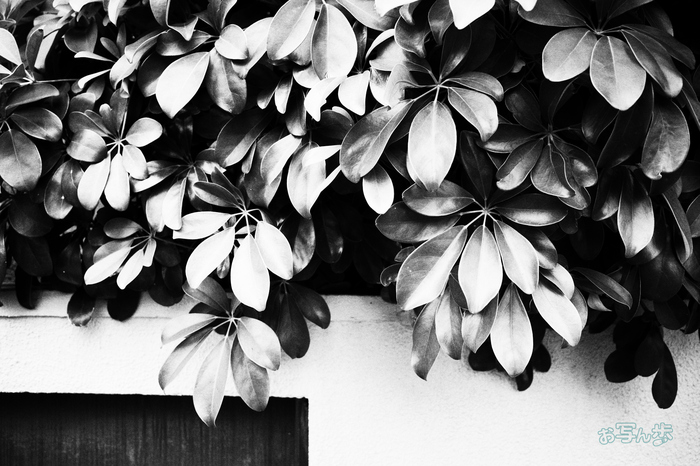 R0000471co,18 mm,F2.8,iso320(JPEG).jpg