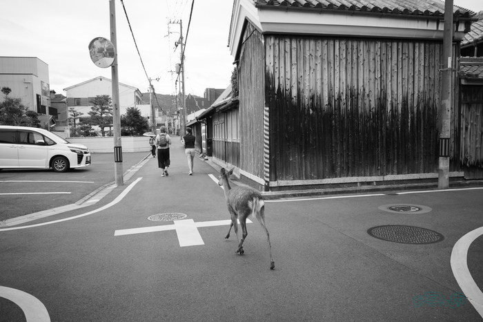 R0000539co,18 mm,F3.5,iso320(JPEG).jpg