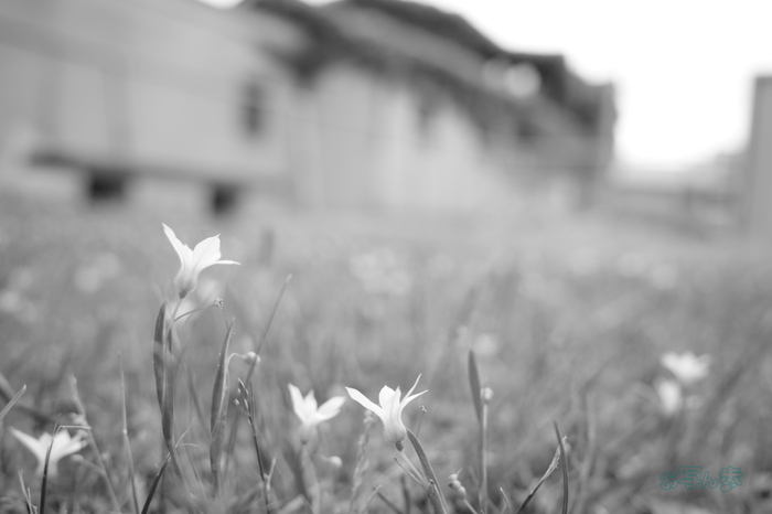 R0000564co,18 mm,F4,iso320(JPEG).jpg