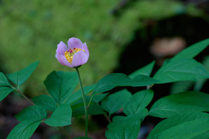 SDIM6312co,200 mm,F6.3,iso800(DNG)_1.jpg