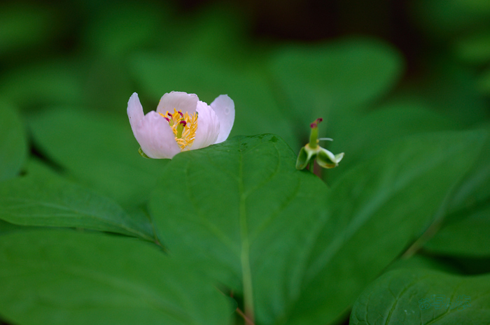 SDIM6432co,200 mm,F2.5,iso800(DNG).jpg