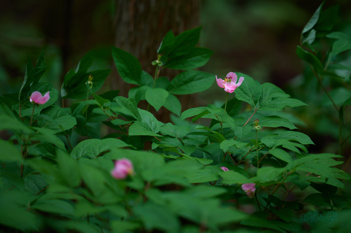 SDIM6505co,200 mm,F2.2,iso400(DNG).jpg
