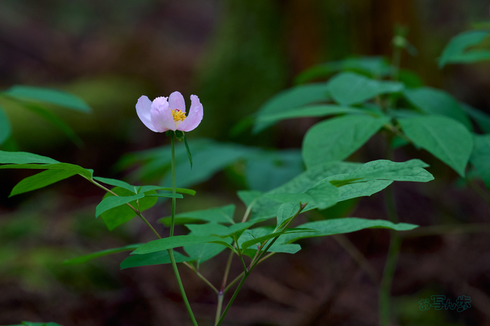SDIM6523co,200 mm,F3.2,iso400(DNG).jpg