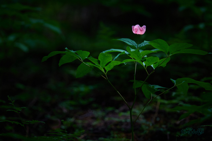 SDIM6653co,200 mm,F2.2,iso400(DNG)_1.jpg