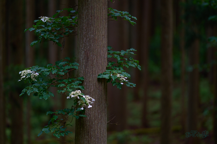 SDIM6739co,200 mm,F2,iso100(DNG)_1.jpg