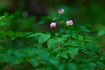 SDIM6817co,200 mm,F2,iso160(DNG).jpg