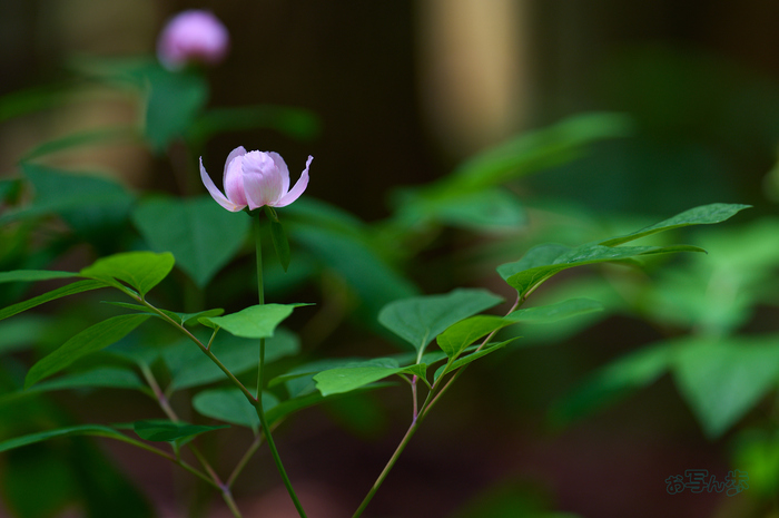 SDIM6823co,200 mm,F2,iso160(DNG).jpg