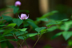 SDIM6823co,200 mm,F2,iso160(DNG).jpg