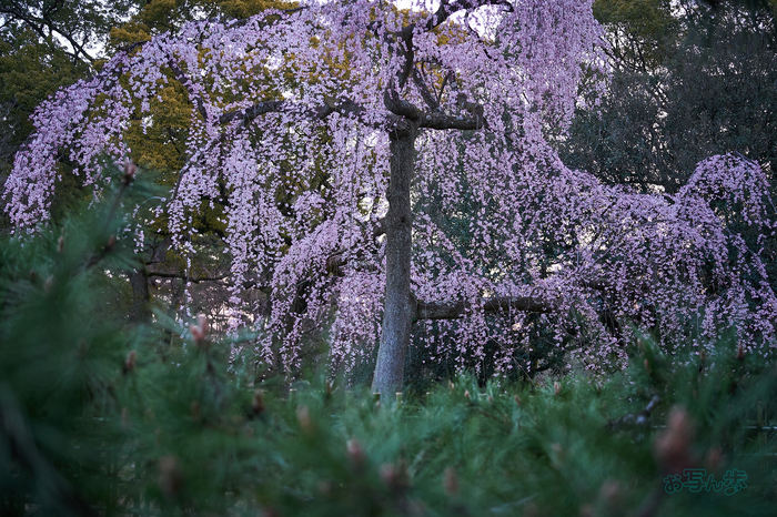 7RV03219co,43 mm,F2.8,iso320(SRAW).jpg