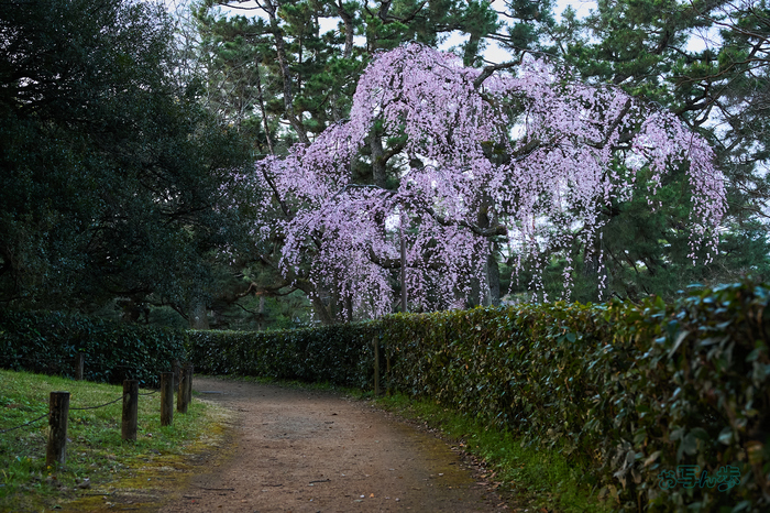 7RV03243co,53 mm,F5,iso1000(SRAW).jpg
