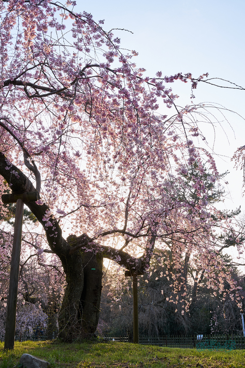 7RV03577co,35 mm,F13,iso125(SRAW).jpg