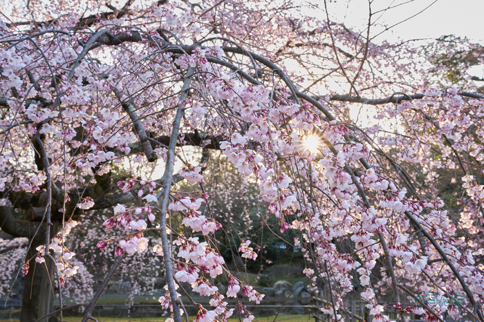 7RV03588co,37 mm,F13,iso500(SRAW).jpg