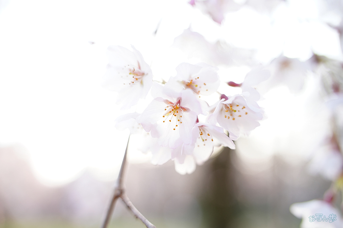 7RV03693,35 mm,F2.8,iso100(JPEG).jpg