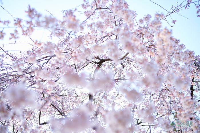 7RV03717co,35 mm,F2.8,iso100(SRAW).jpg