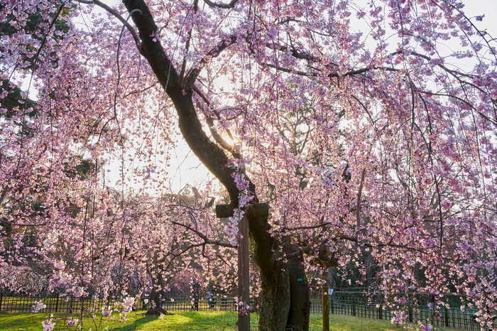 7RV03747co,35 mm,F20,iso400(SRAW).jpg
