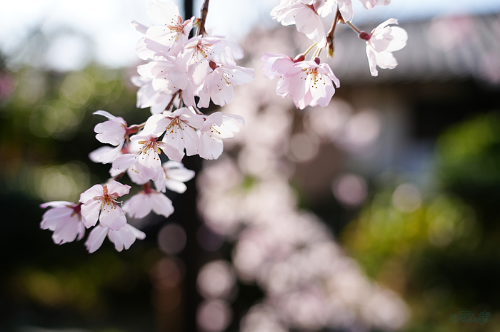 7RV03939,35 mm,F2.8,iso100(JPEG).jpg