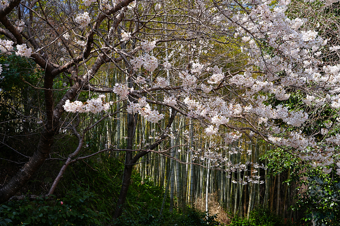 7RV04214,41 mm,F10,iso100(JPEG).jpg