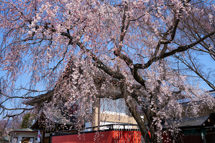 7RV04269co,35 mm,F10,iso100(SRAW).jpg