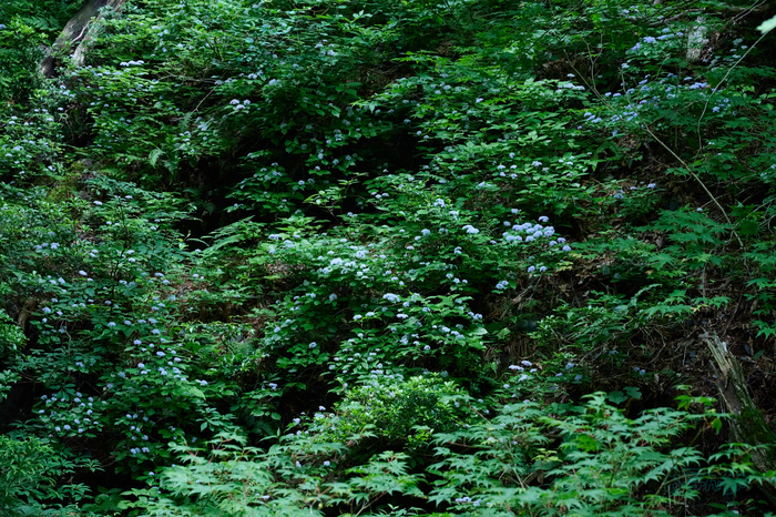 DSC_0047co,105 mm,F9,iso12800(High efficiency  RAW).jpg