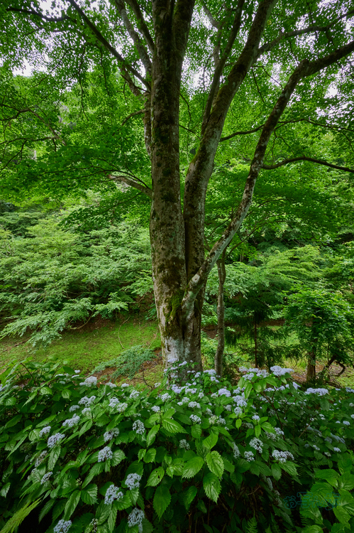 DSC_0116co,14 mm,F14,iso2000(High efficiency  RAW).jpg