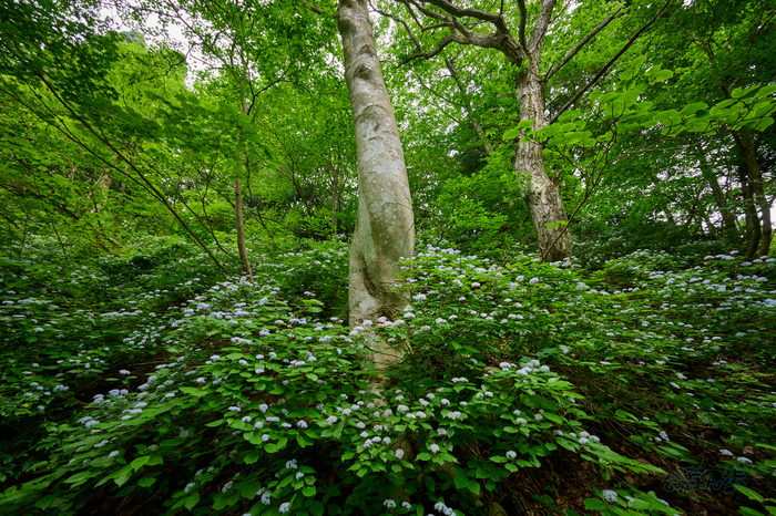 DSC_0170co,14 mm,F10,iso1000(High efficiency  RAW).jpg