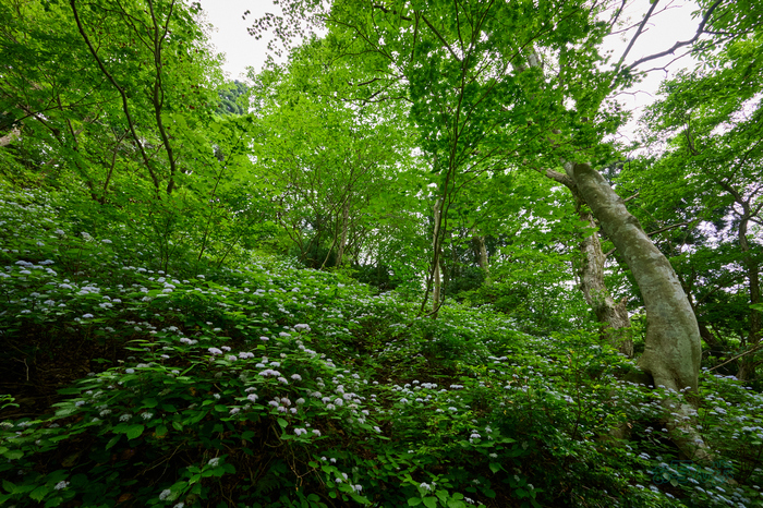 DSC_0179co,14 mm,F10,iso1100(High efficiency  RAW).jpg