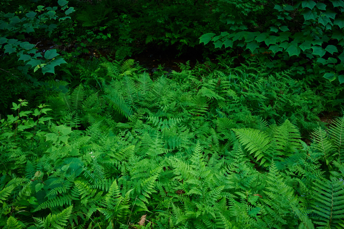 DSC_0227co,33 mm,F16,iso6400(High efficiency  RAW).jpg