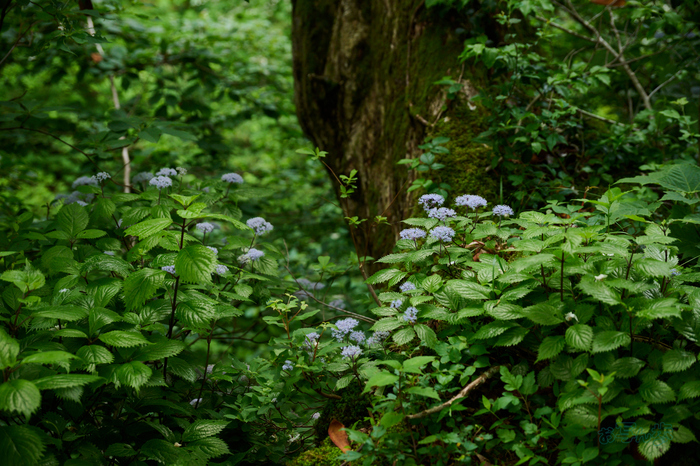 DSC_0260co,64 mm,F4,iso560(High efficiency  RAW).jpg