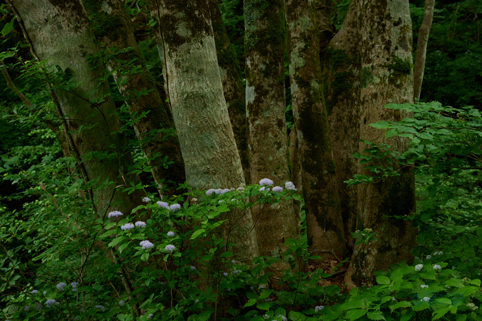 DSC_0290co,46 mm,F5.6,iso2200(High efficiency  RAW).jpg