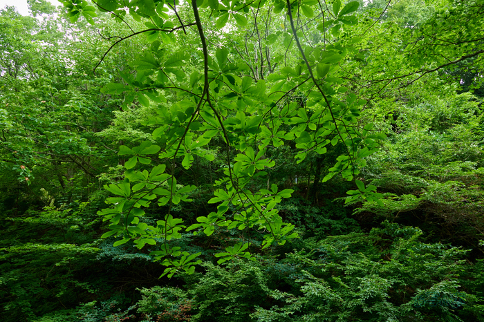 DSC_0308co,24 mm,F8,iso2000(High efficiency  RAW).jpg