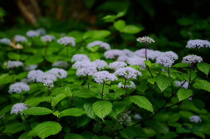 DSC_0317co,110 mm,F4.5,iso720(High efficiency  RAW).jpg