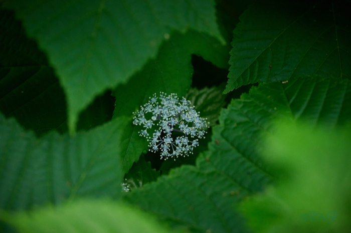 DSC_0489co,320 mm,F6.3,iso7200(High efficiency  RAW).jpg