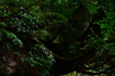 DSC_0587co,160 mm,F5,iso8000(High efficiency  RAW).jpg