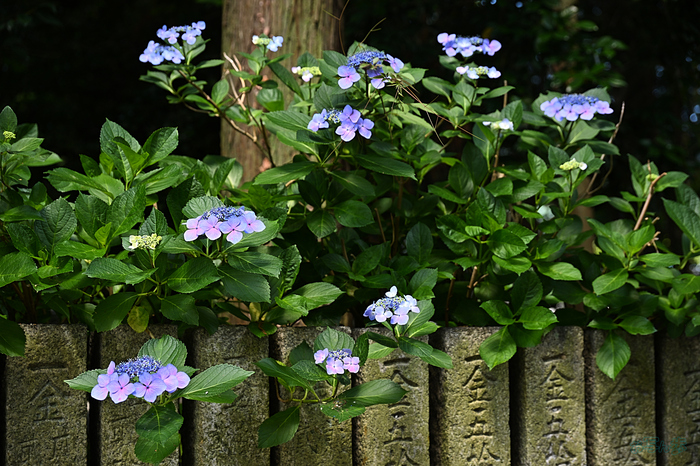 DSC_2036,73 mm,F4,iso100(JPEG).jpg