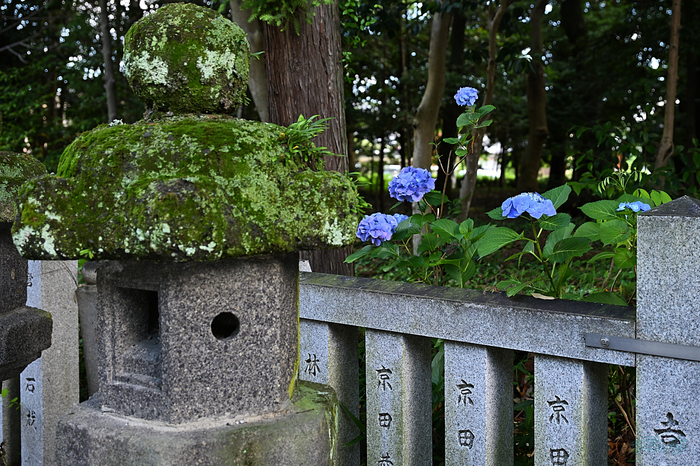 DSC_2039,42 mm,F4,iso140(JPEG).jpg