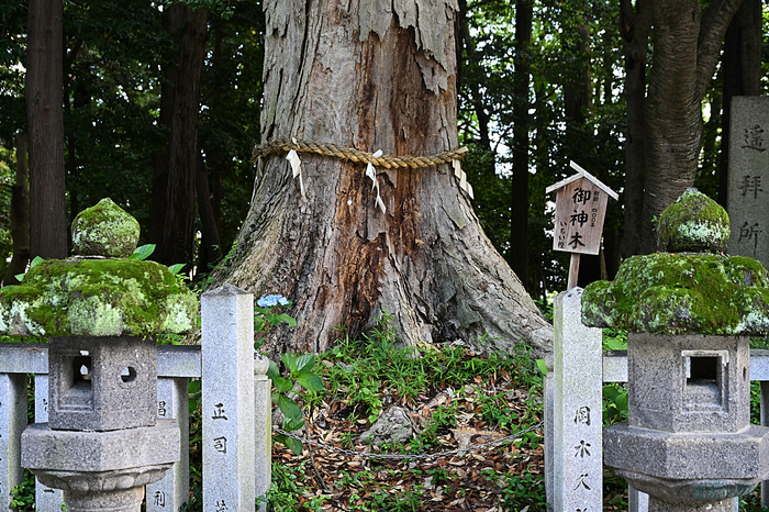 DSC_2048,49 mm,F4,iso220(JPEG).jpg