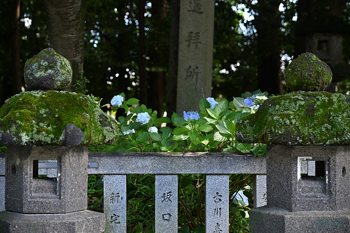 DSC_2052,79 mm,F4,iso180(JPEG).jpg