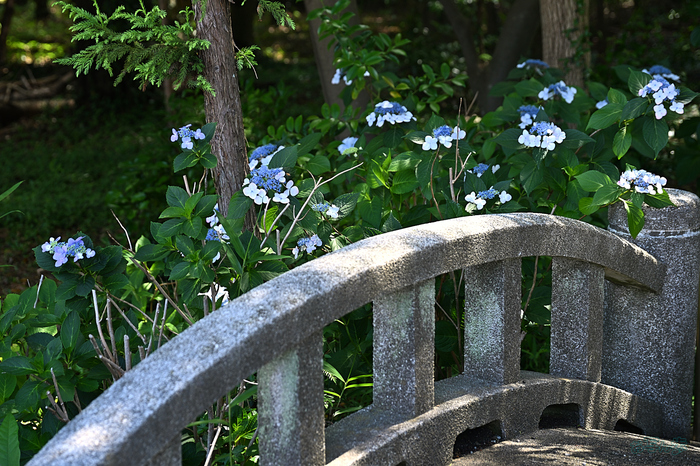 DSC_2094,75 mm,F4,iso110(JPEG).jpg
